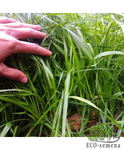 Семена трава Райграс, пакет 0,5 кг