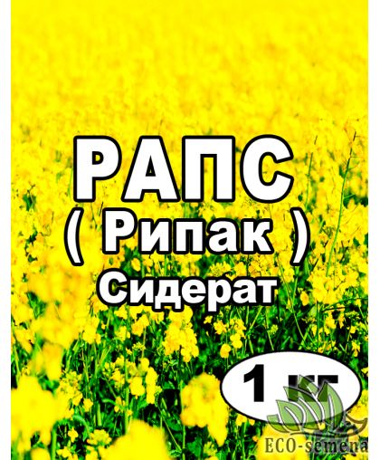 Семена Рапс (Рипак) озимый, на сидерат, от 1 кг на развес