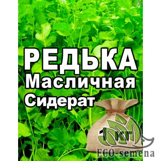 РЕДЬКА масличная