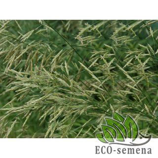 СТОКОЛОС (Костер безостый)