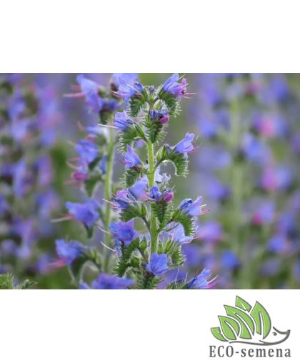 Семена Синяк обыкновенный 1 кг Семена Синяк обыкновенный 1 кг