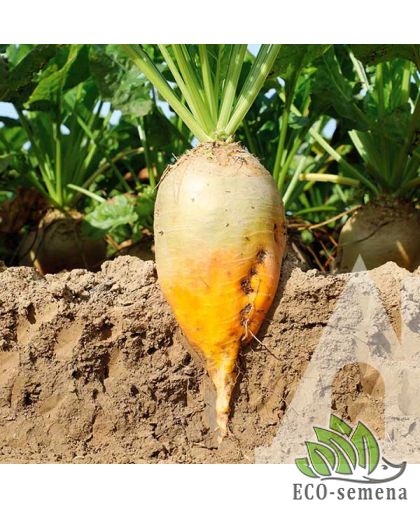 Свекла кормовая Джеронимо F1 KWS/Германия 100 шт