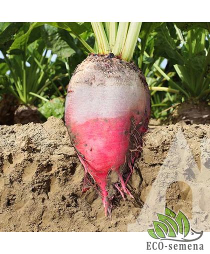 Свекла кормовая Суммо F1 KWS/Германия 100 шт