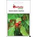 Кофейное дерево Арабика Hem Zaden/Нидерланды 1 г