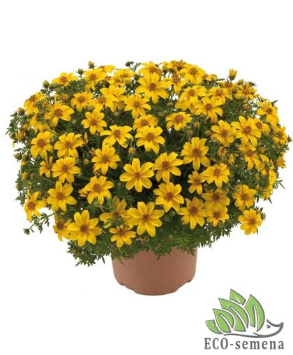 Биденс Ауреа золотистый Hem Zaden/Нидерланды 0,2 г