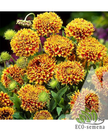 Гайлардия Солнечный танец Hem Zaden/Нидерланды 0,2 г Гайлардия Солнечный танец Hem Zaden/Нидерланды 0,2 г