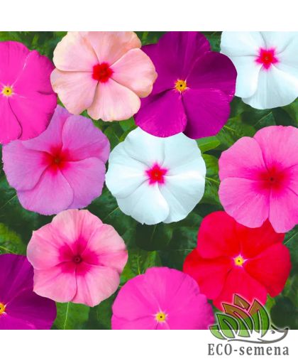 Барвинок (Катарантус) СанШторм Syngenta/Нидерланды 10 шт Барвинок (Катарантус) СанШторм Syngenta/Нидерланды 10 шт