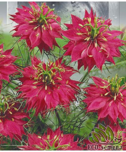 Нигелла Персидская роза (однолетняя) 0,5 г