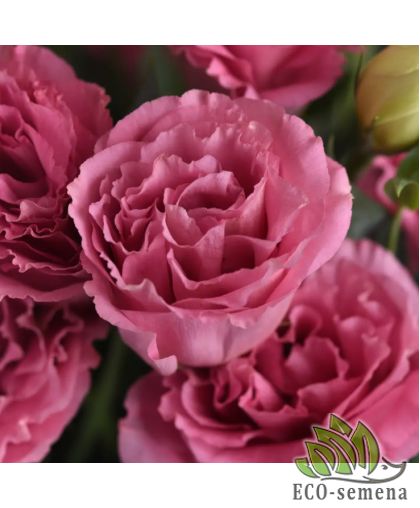 Эустома АВС 2 F1 махровая розовая Pan American/США 10 шт