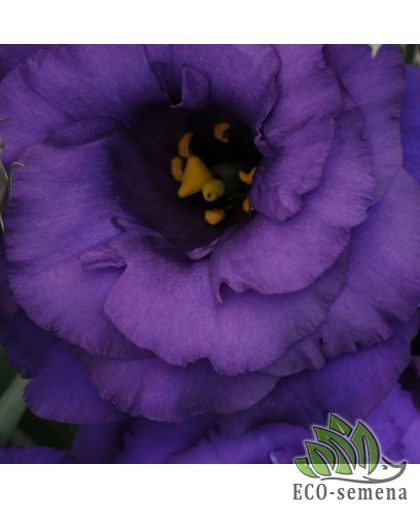 Эустома АВС 2 F1 махровая синяя Pan American/США 10 шт