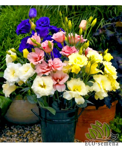 Эустома АВС 1 F1 махровая смесь PanAmerican/США 10 ШТ