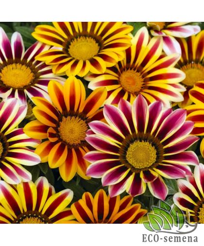 Газания Кисс F1 флейм mix Syngenta/Нидерланды 5 шт Газания Кисс F1 флейм mix Syngenta/Нидерланды 5 шт