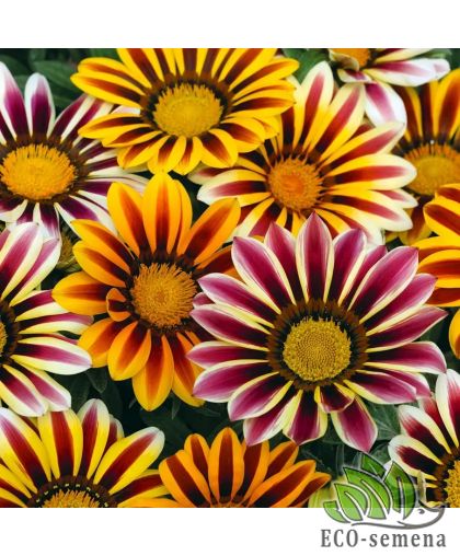 Газания Кисс F1 флейм mix Syngenta/Нидерланды 10 шт Газания Кисс F1 флейм mix Syngenta/Нидерланды 10 шт