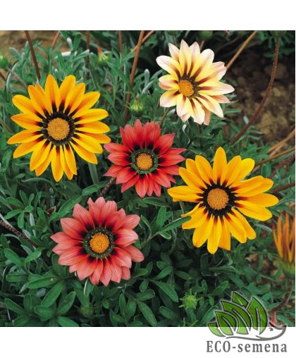 Газания Солнечный свет Hem Zaden/Нидерланды 0,1 г Газания Солнечный свет Hem Zaden/Нидерланды 0,1 г