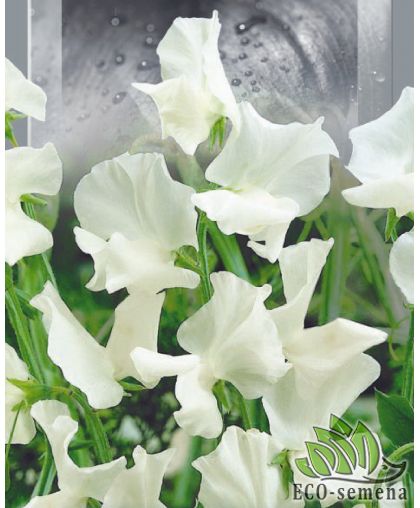 Горошек душистый Белый (высокорослый) 1 г Горошек душистый Белый (высокорослый) 1 г