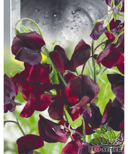 Горошек душистый Божоле (высокорослый) 1 г Горошек душистый Божоле (высокорослый) 1 г