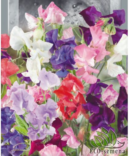 Горошек душистый Смесь (высокорослый) 1 г Горошек душистый Смесь (высокорослый) 1 г