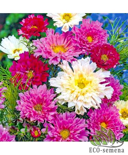 Космея Сенсация махровая смесь Hem Zaden/Нидерланды 0,2 г Космея Сенсация махровая смесь Hem Zaden/Нидерланды 0,2 г