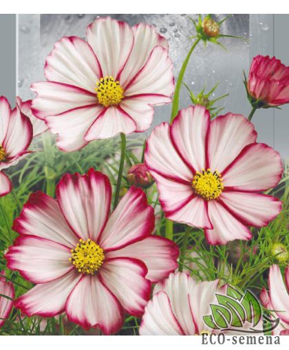 Космея Пикоти смесь (однолетняя) 0,5 г Космея Пикоти смесь (однолетняя) 0,5 г