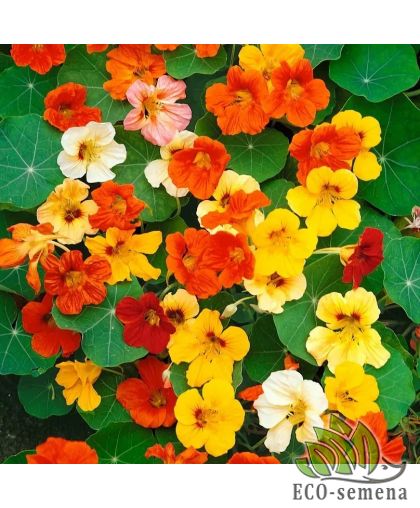 Настурция ампельная Драгоценность Hem Zaden/Нидерланды 2 г