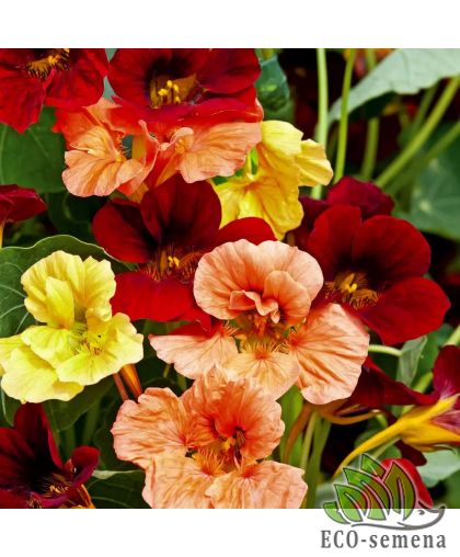 Настурция махровая Везувий (низкорослая) Hem Zaden/Нидерланды 2 г