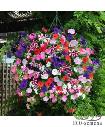 Петуния (сурфиния) ампельная Изи Вейв F1 PanAmerican/США 5 шт Петуния (сурфиния) ампельная Изи Вейв F1 PanAmerican/США 5 шт