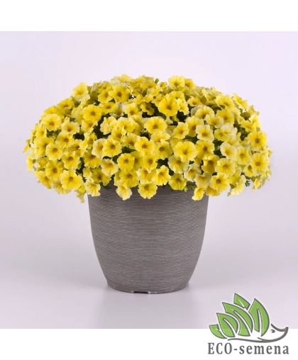 Петуния (сурфиния) ампельная Петхоа Калибуст F1 PanAmerican/США 5 шт Петуния (сурфиния) ампельная Петхоа Калибуст F1 PanAmerican/США 5 шт