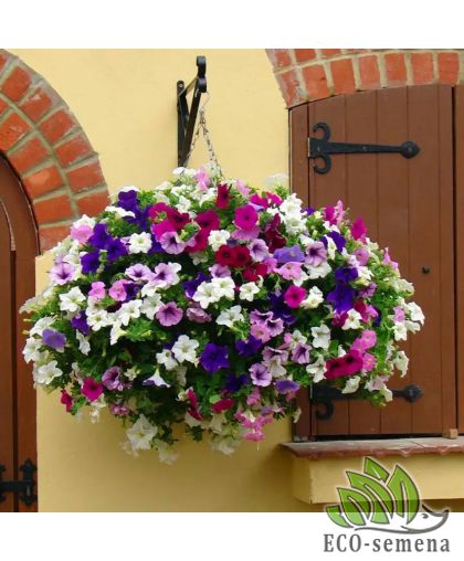 Петуния (сурфиния) ампельная Шок Вейв F1 PanAmerican/США 5 шт Петуния (сурфиния) ампельная Шок Вейв F1 PanAmerican/США 5 шт