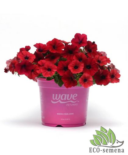 Петуния (сурфиния) ампельная Тайдал Вейв F1 red velour PanAmerican/США 5 шт Петуния (сурфиния) ампельная Тайдал Вейв F1 red velour PanAmerican/США 5 шт