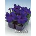 Петуния Танго F1 cиняя Leda Agro 10 шт Петуния Танго F1 cиняя Leda Agro 10 шт