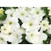 Петуния Тритуния F1 белая Syngenta/Нидерланды 20 шт (zip-paket)