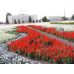Семена Сальвия Аллегро GL Seeds 0,1 г Семена Сальвия Аллегро GL Seeds 0,1 г