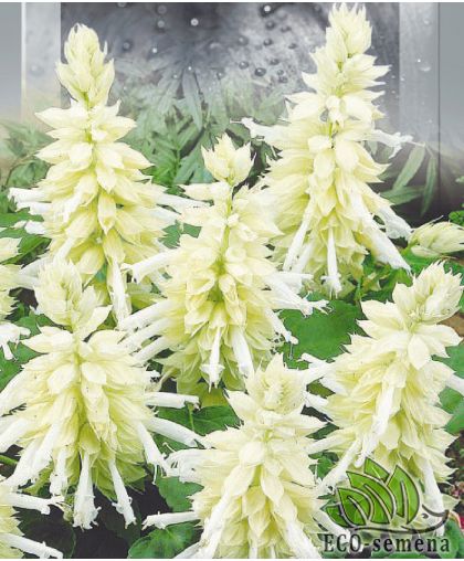 Сальвия (Шалфей) блестящая Белая 0,1 г