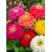 Циния (майоры) Дюймовочка GL Seeds 0,25 г