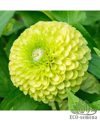 Циния (майоры) Энви (80 см) 0,5 г Циния (майоры) Энви (80 см) 0,5 г