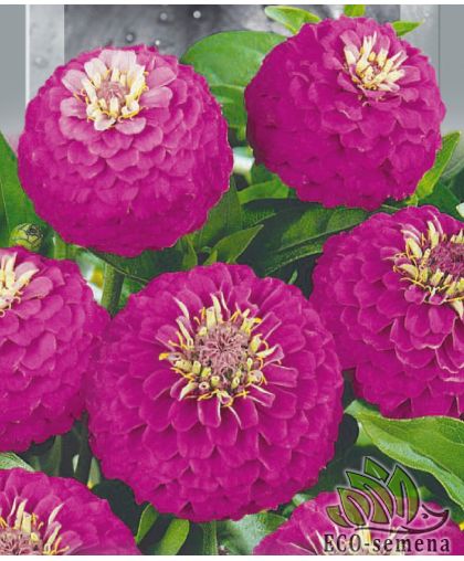 Циния (майоры) Лилипут розовая (50 см) 0,5 г Циния (майоры) Лилипут розовая (50 см) 0,5 г