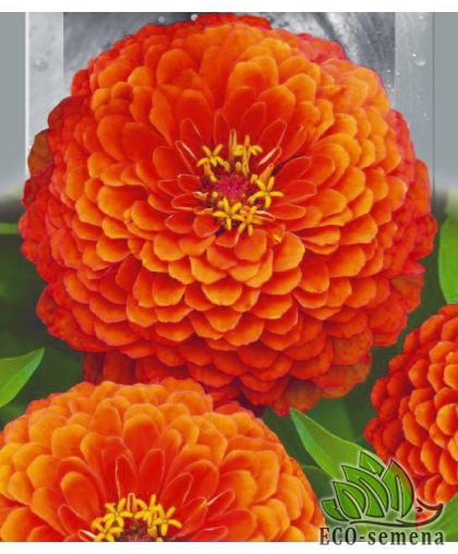 Циния (майоры) Оранжевая (80 см) 0,5 г Циния (майоры) Оранжевая (80 см) 0,5 г