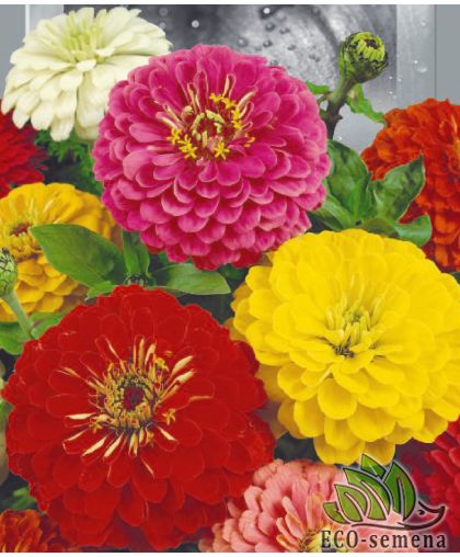 Циния (майоры) Высокорослая смесь (80 см) 0,5 г Циния (майоры) Высокорослая смесь (80 см) 0,5 г