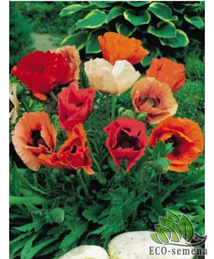 Мак восточный Виктория Hem Zaden/Нидерланды 0,1 г