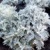 Семена Цинерария Серебряная пыль Профессиональные семена 0.1 г