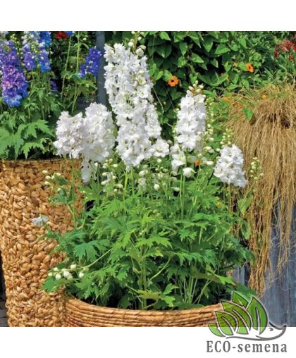 Дельфиниум Баттерфляй Hem Zaden/Нидерланды 10 шт Дельфиниум Баттерфляй Hem Zaden/Нидерланды 10 шт