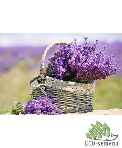 Лаванда узколистная Манстед (многолетняя) 0,1 г