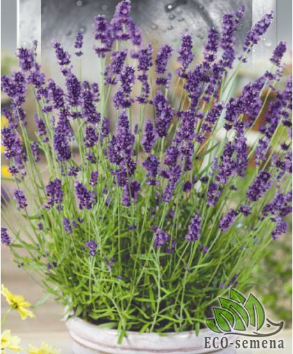 Лаванда Нормандия (многолетняя) 0,1 г