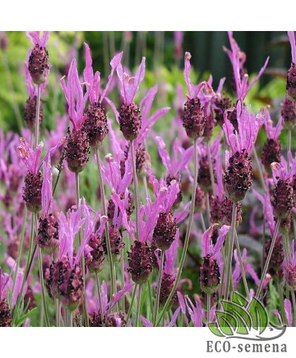 Лаванда широколистная Пурпурно-розовая (многолетняя) 0,1 г