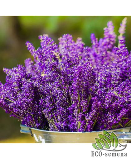 Лаванда лекарственная Hem Zaden/Нидерланды 0,1 г