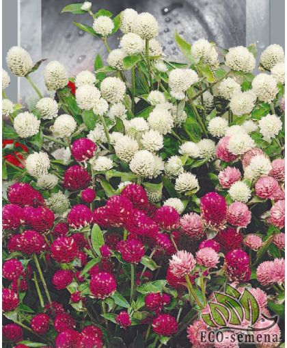 Гомфрена смесь (сухоцвет) 0,15 г