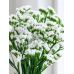 Статица (Кермек) Суприм Вайт GL Seeds 0,1 г