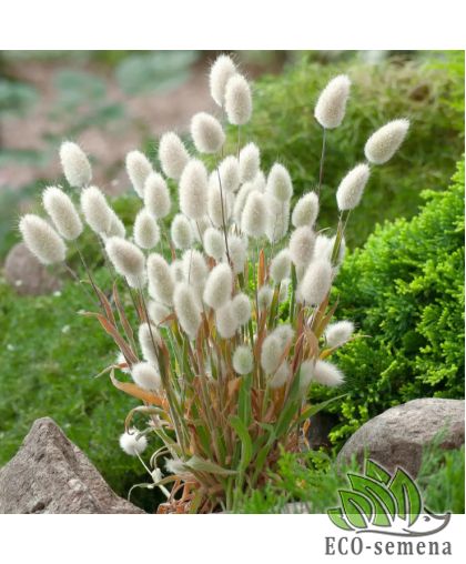 Лагурус Банни (зайцехвост яйцевидный) Benary/Германия 10 шт (zip-paket)