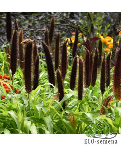 Пеннисетум (просо декоративное) Медный Принц W.Legutko/Польша 0,1 г