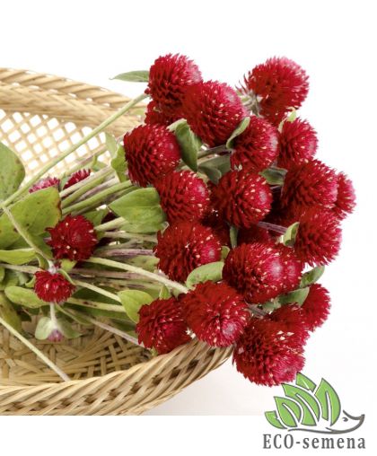 Гомфрена Клубничное поле (сухоцвет) Hem Zaden/Нидерланды 0,3 г